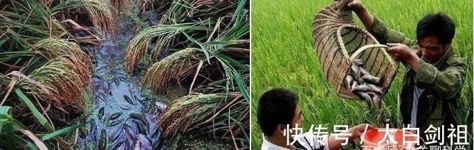 不讲武德!男子敲碗抓鱼,鱼是凭声音被一网打尽的吗?