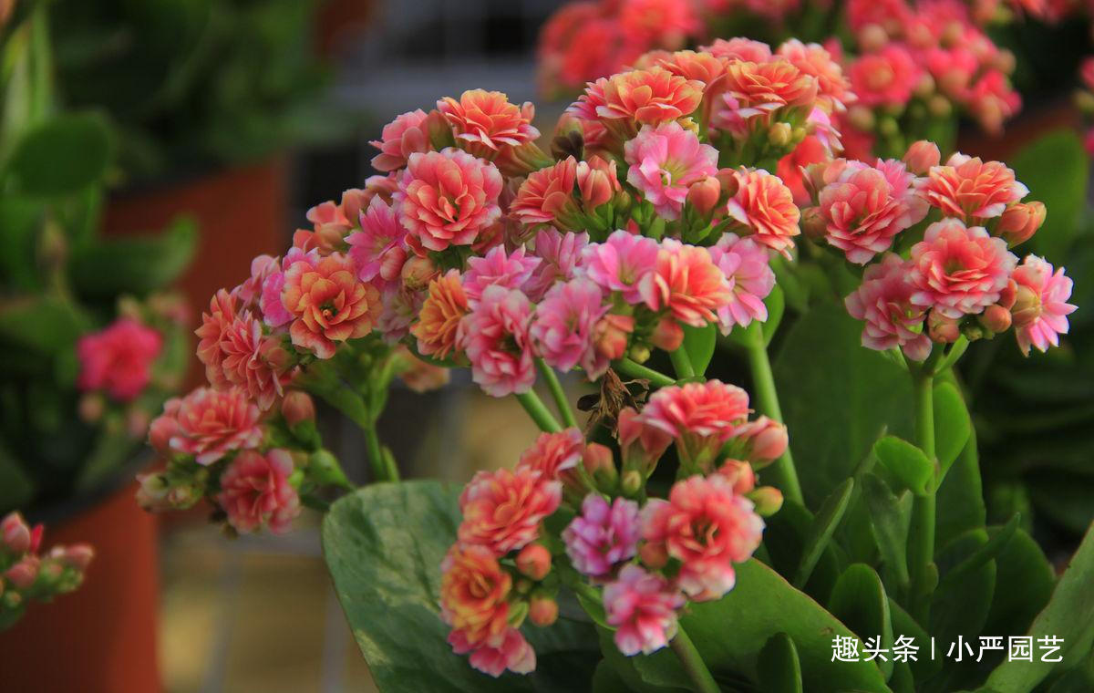 两种溶液混着用，长寿花“疯了”一样开花