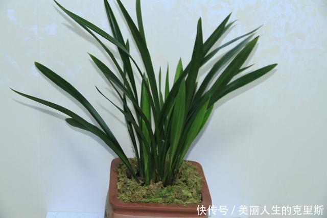 兰花基地不想让你知道的，催芽壮苗技巧！