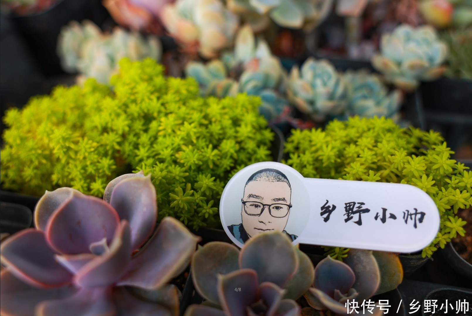 寓意|这几种多肉不仅呆萌可爱,而且寓意美好,养了它让你好运满满