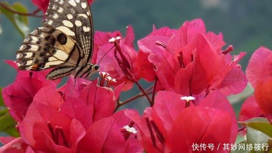  栀子花|家里就养这些花朵，夏天也能开花，花色美丽，阳台变成花海，超美