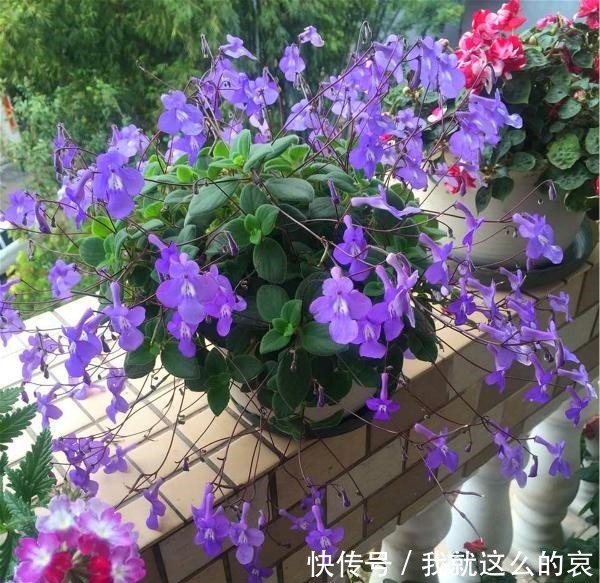 13种适合阳台养的紫色盆栽花,阳台养上几盆,天天“紫气东来”!