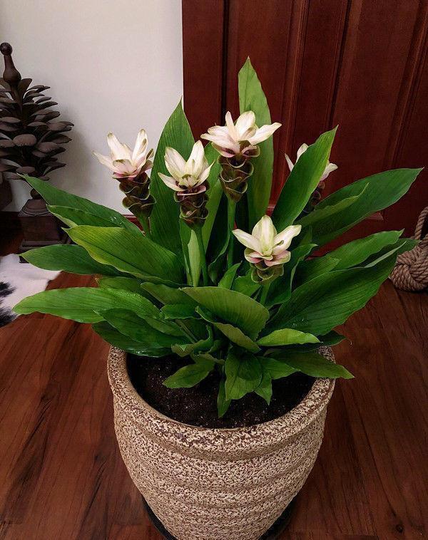 4种花养家里，福旺运旺财更旺，招财又纳福，谁养谁喜欢