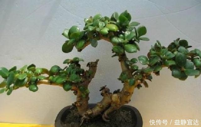 这种“小绿树”,最适合盘老桩,仅需1根枝条插进土中,1年成盆景