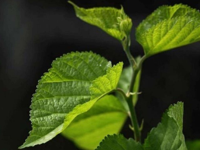 桑叶茶|一旦查出糖尿病,再没钱也要多吃这4物,稳定血糖堪比胰岛素