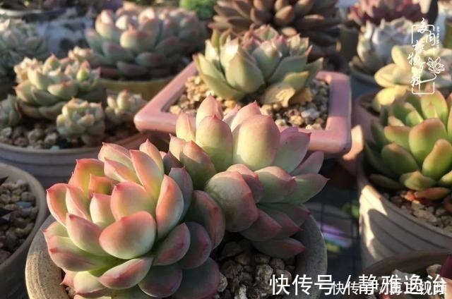 静夜|养多肉三年多,初见惊鸿!累并快乐着!养多肉三年多,初见惊鸿!累并快乐着!