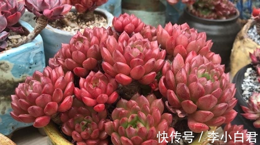 秋天养多肉红宝石,趁早做好3件事,叶片饱满红彤彤,真美