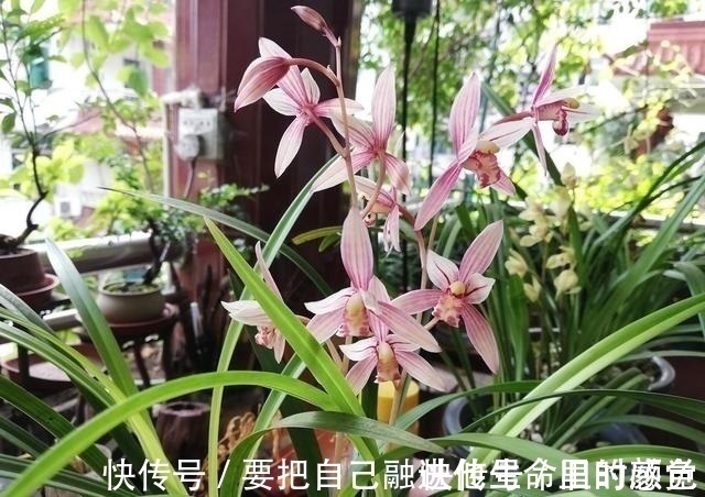 兰花|秋凉后，养3种花，最好换盆、换土，到时候不开花、黄叶