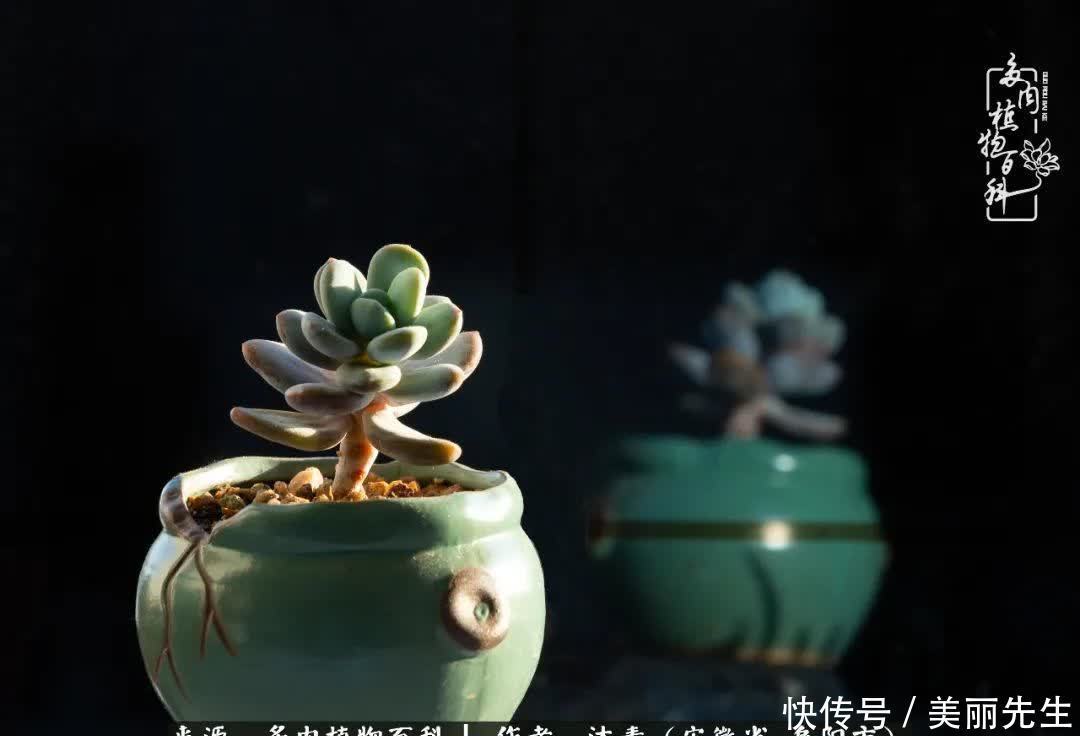 多肉——入了我的时光画卷!