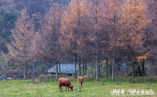 秦岭山中藏着一片草原，牛羊成群却不见主人放养，风景不输新疆