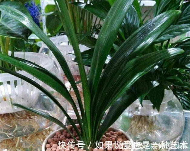 操作方式|养花别再买多菌灵了,用它来代替,植株生根快,还能省下不少钱