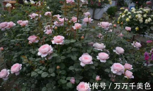 偏方|醋,蚊香,这些养花偏方,到底有没有效果