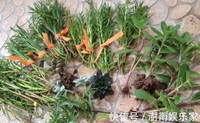 爆盆期|夏天扦插首选“太阳花”，随便插一插，一个月迎来盛花爆盆期