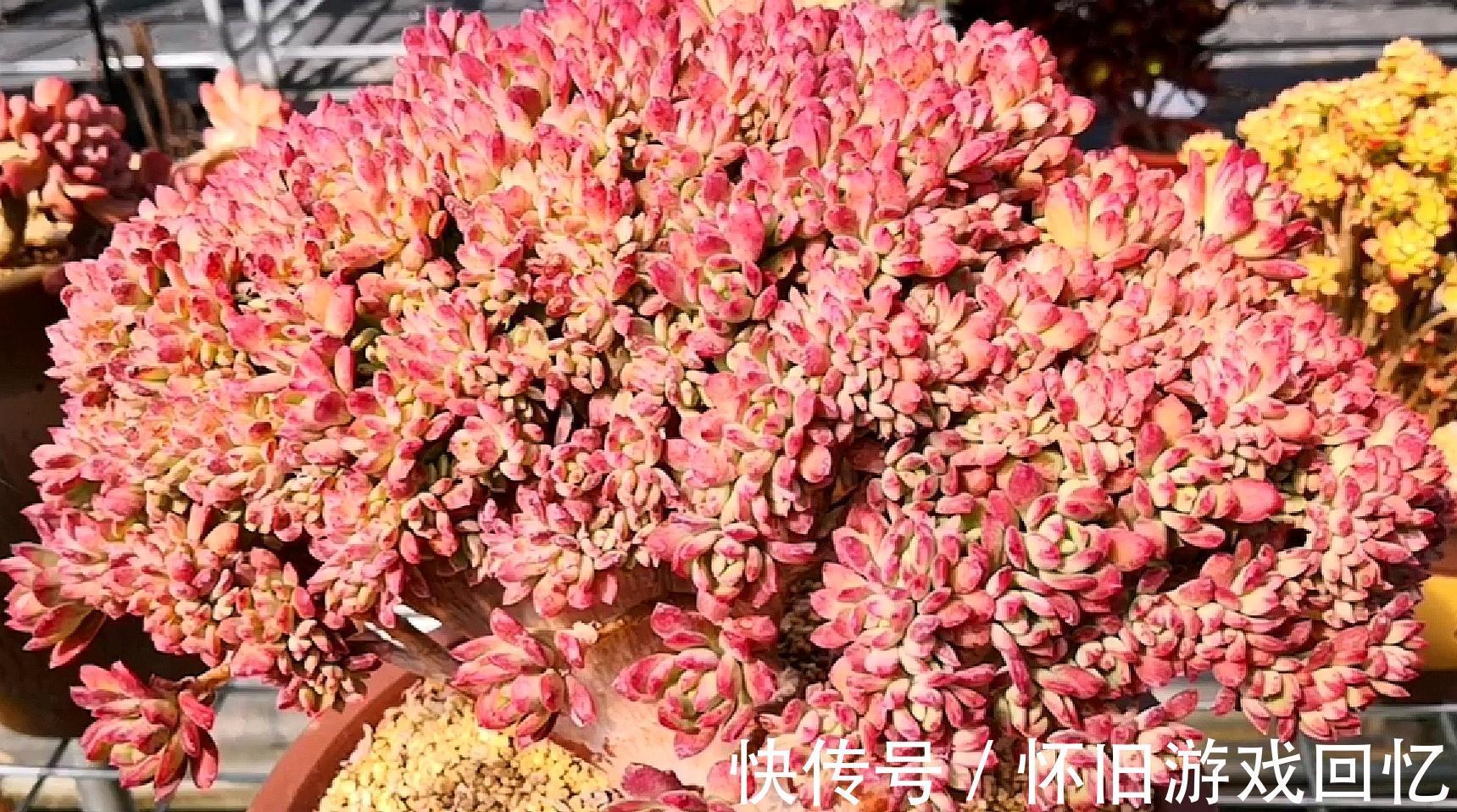 把多肉植物老桩养成艺术品,让你感受不一样的美