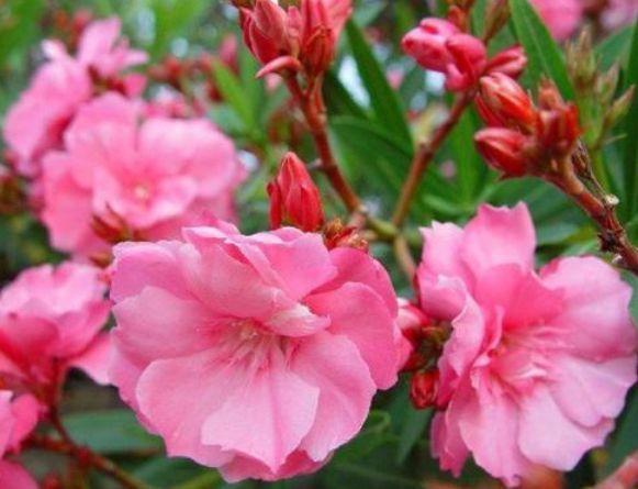 喜欢菊花,不如养盆“高档小花”,似开花机器,爆成花海