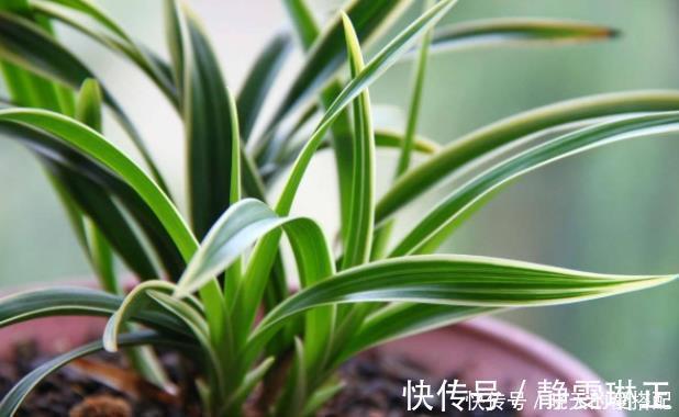 家庭|家庭养花必不可少的4种“好材料”,不花一分钱,配土透气又透水