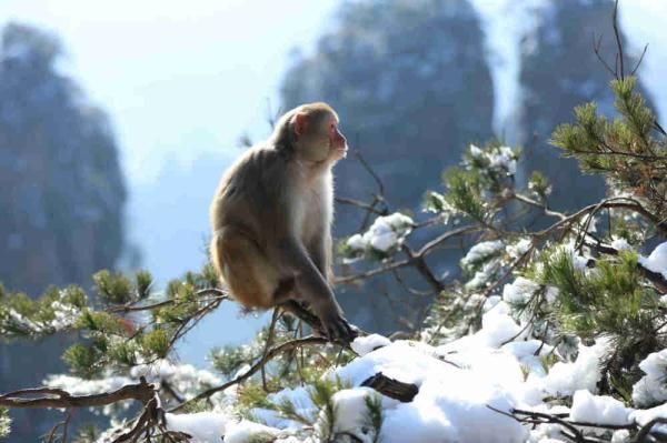 张家界|湖南张家界：雪后猴趣