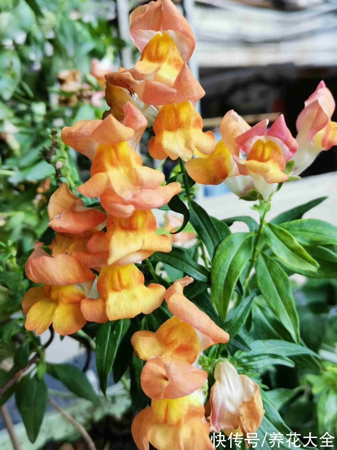 图鉴|100种常见花图鉴，图文并茂非常详细，收藏起来慢慢看