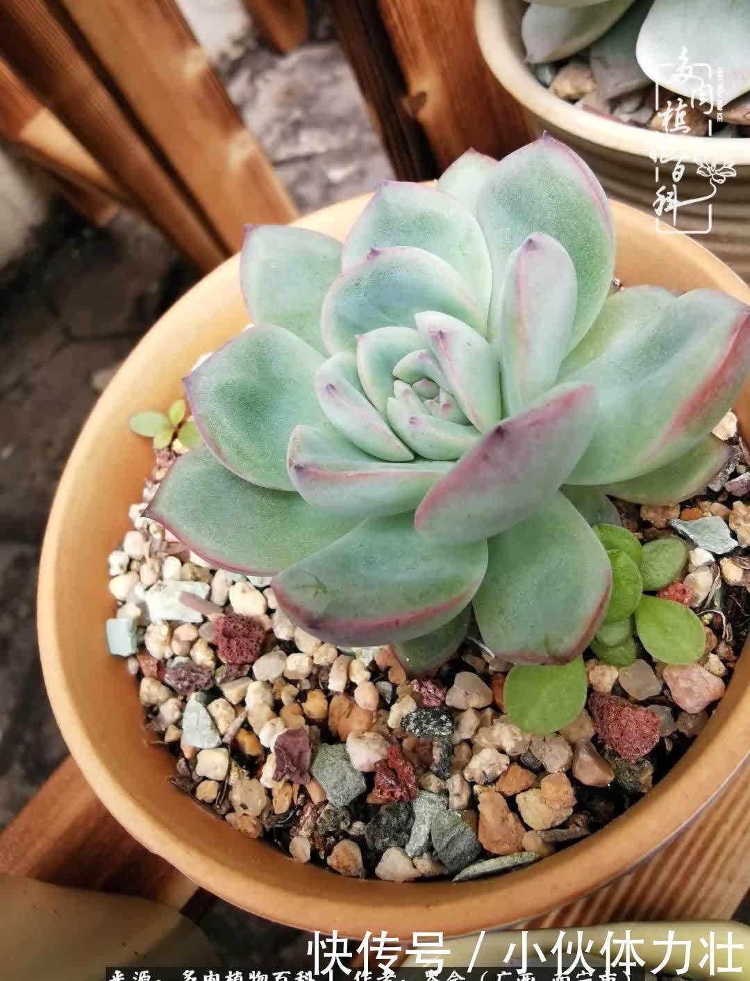 锦晃星|时光不再，人心在，多肉在！