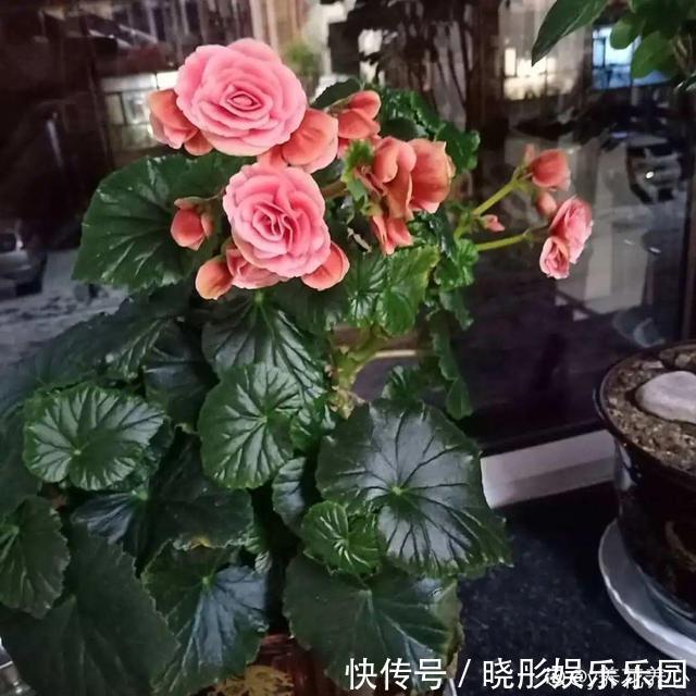 最怕晒的10种花,赶快搬进屋,否则会死掉