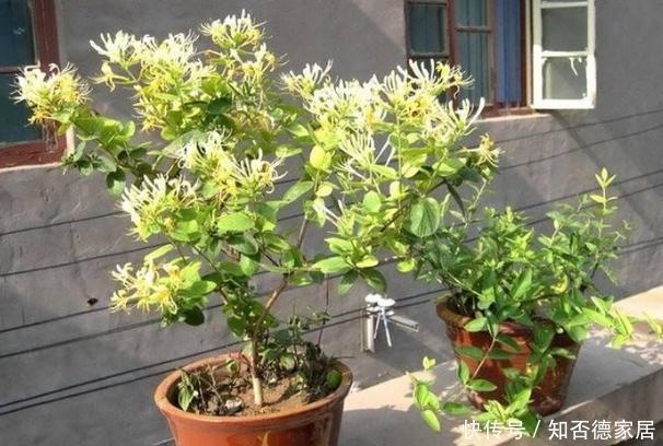 阿司匹林|这5样“小药丸”不值钱,过期了却仍能磨粉养花,好处多多