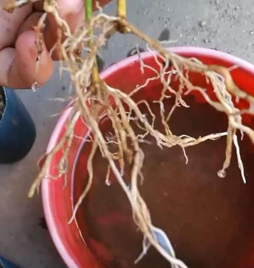  关键|养盆米兰花，土壤硬邦邦！下水洗个澡，浑身“舒坦”，花开不断