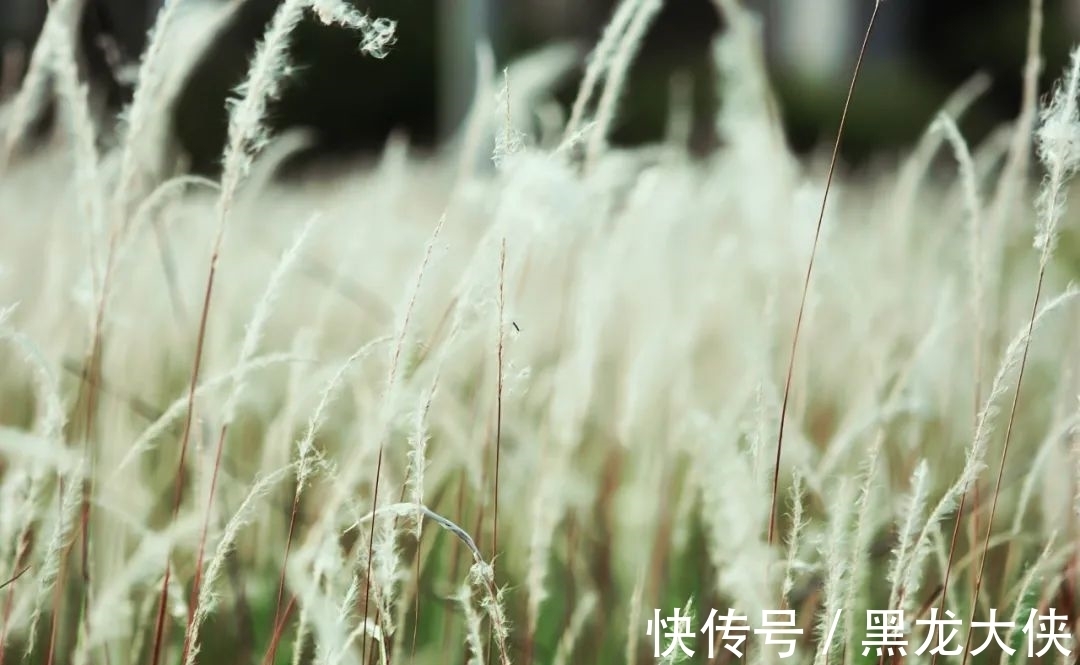 贾宝玉$晏几道最经典的10首宋词,柔情似水,那么美,那么伤