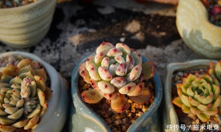 春天,去天台赏肉