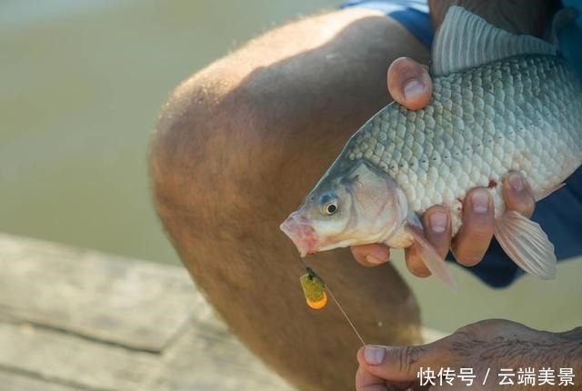 钓鱼小药上百种,常用的就这五种小药的正确使用指南