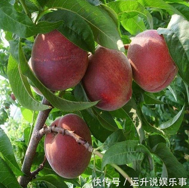 它是“最贵”果树,沾土就活,比苹果好吃10倍,种一盆来年吃不完