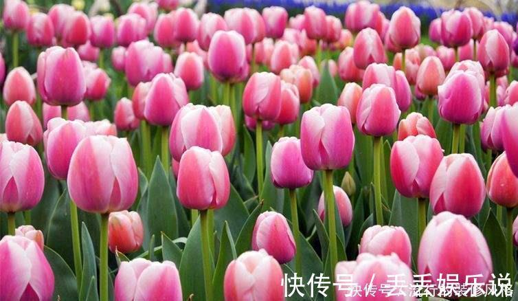 小栈|民间七大毒花,别让这些花毁了你的健康