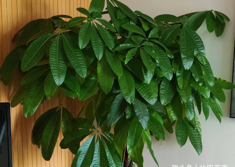 浇水|发财树老黄叶,不只是缺水,主要原因有7个,配图说明一目了然