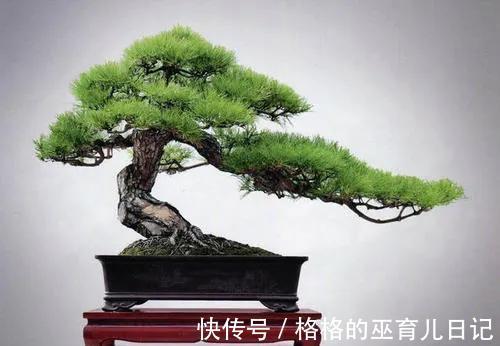 山松盆景矮霸葱翠才美,教你几招,轻松营造