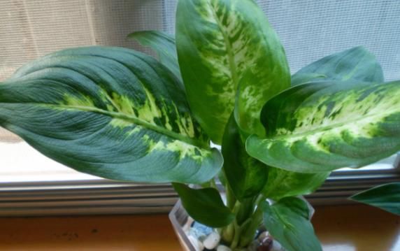 在家养殖万年青，这4方面不出错，盆栽只会越长越好变美