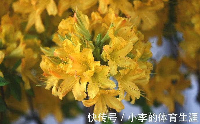 8种“小毒花”,叶子毒性大,家里若养着,光看别动它