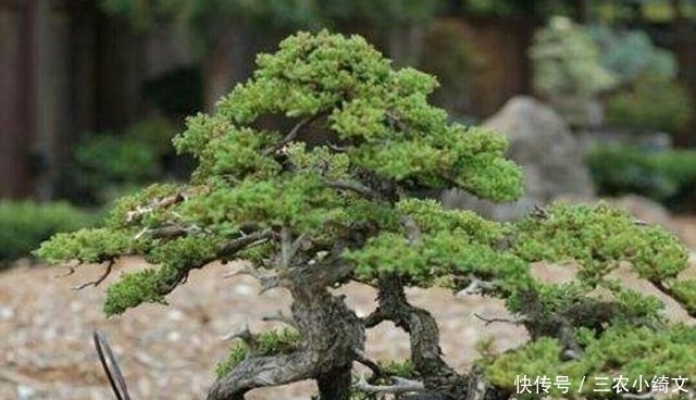 提根|怎样才能制作出漂亮的露根盆景呢? 试试这几个盆景露根方法吧