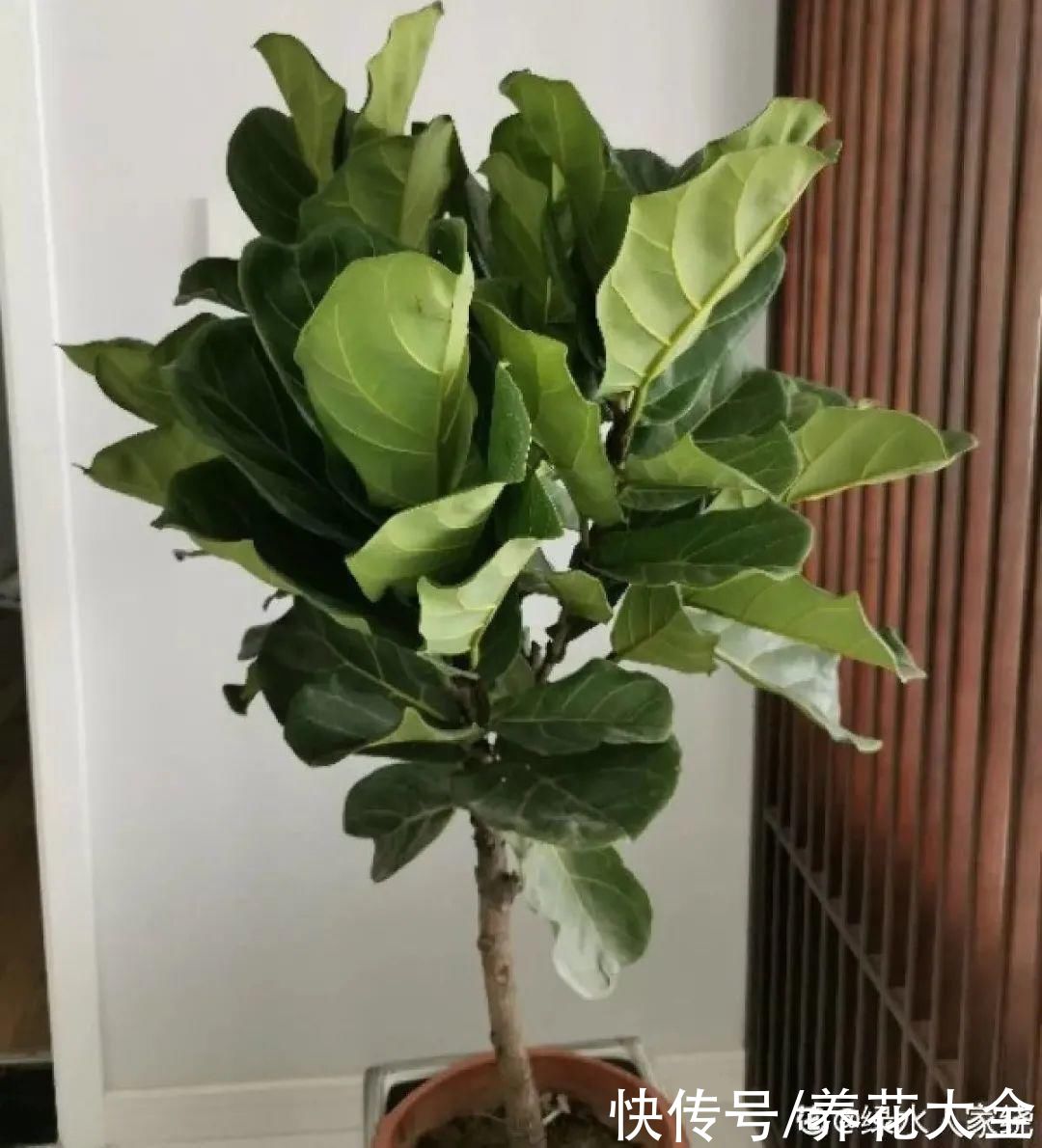 琴叶榕|大叶子耐阴花，室内一定养，叶子比脸大，真凉快