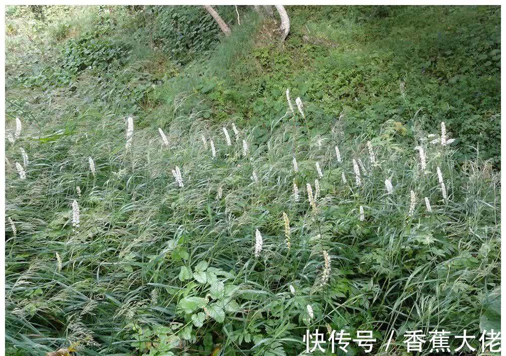 野草|农村山里一种野草,长得像艾草,根的药用价值很高,见到请珍惜