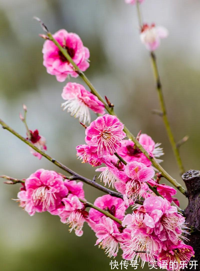 梅兰竹菊被誉为花中四君子,它们都有什么与众不同的特点呢?