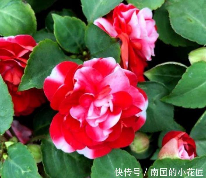 妖娆|夏天最火的4种花,好养又漂亮,花姿妖娆,四季繁花似锦,美