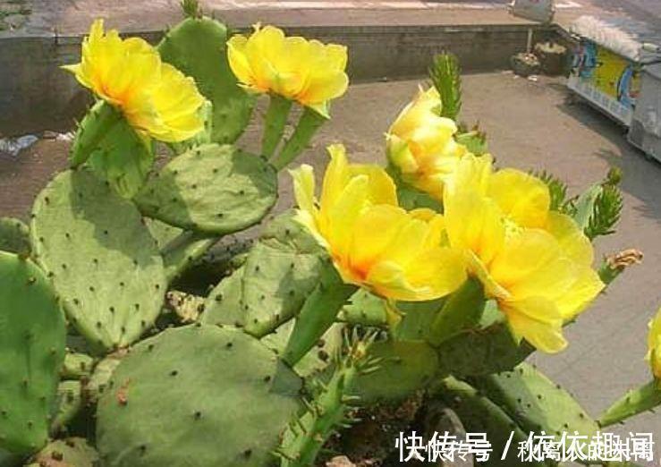 矮牵牛花|经常爆盆的几种花卉,丢在阳台爆成花海,幽香暗淡,烂漫又迷人
