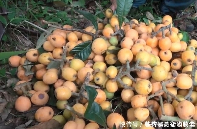 小伙|小伙冒险爬上高高的大树,只为了摘一种金黄色的果子,大伙都吃过