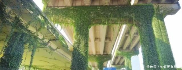 为什么高架桥下要种爬山虎原因使人很意外!
