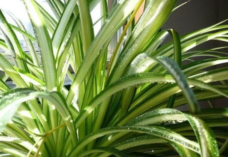 超好养的4种花，越不浇水越爆盆，寓意吉祥人人爱，家里养真适合