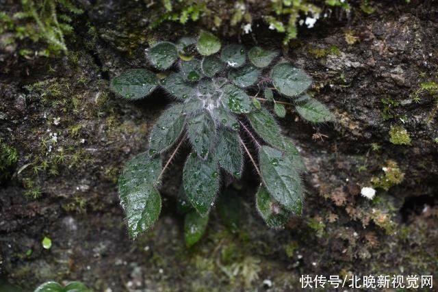 张挺|比大熊猫还珍稀的极危植物,消失百年后从天坑“归来”