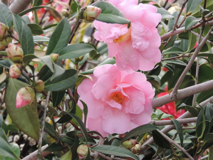 喜欢茶花,不如养盆十全大泰勒,花型大气,清新之美,有牡丹风范