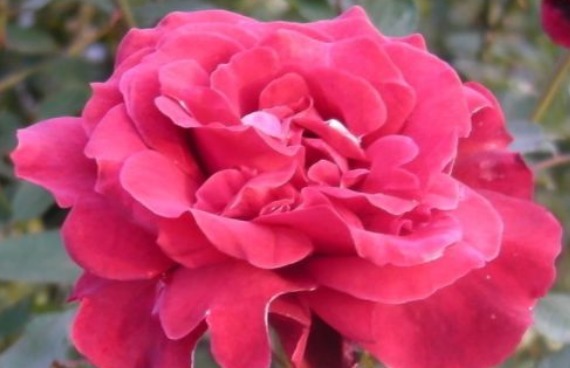 这款小花真耐养,沾土就活,秋季蹭蹭长,花开爆盆,花朵烂漫迷人