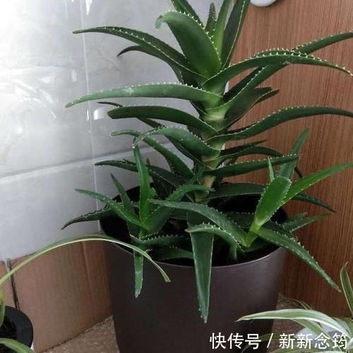 芦荟喜光畏寒怕涝，如何盆栽成老桩？养护专家告诉你