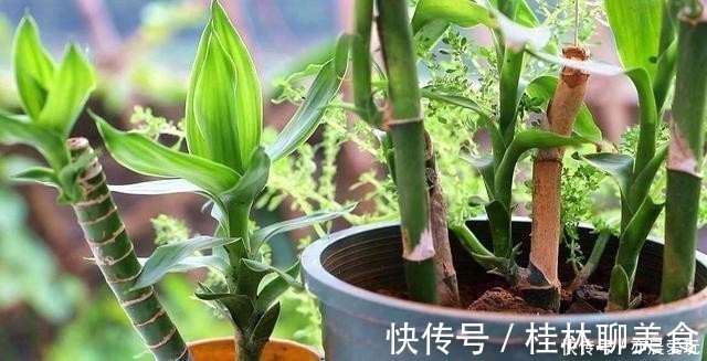 植物|这4种花是出了名的水罐子,给点水就能长,水越多越好