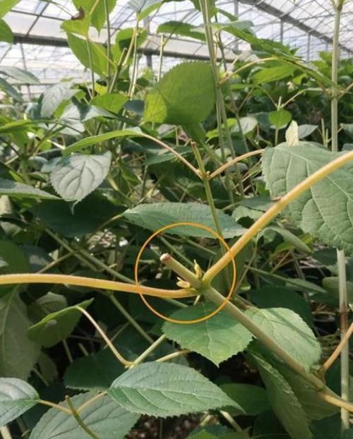  绣球|大花绣球修剪走起，不然来年无法开花